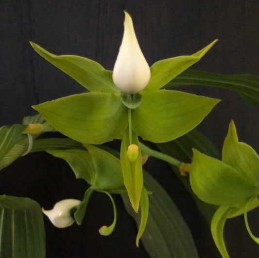 Catasetinae Alliance: Cycnoches lehmannii - In BLOOM! Cycnodes La Foresta Orchids