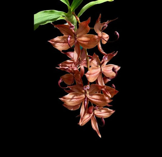 Catasetinae Alliance: Cycnodes cooperi 'Green' HCC/AOS and Cycnodes cooperi 'Mem. Pat Worthington' AM/AOS Cycnodes La Foresta Orchids