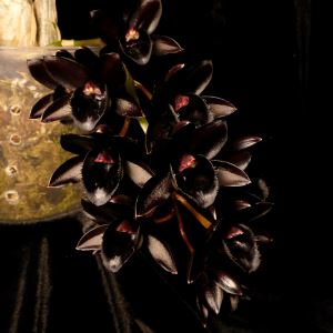Catasetinae Alliance: Fredclarkeara After Dark 'Black Pearl' - a Black Orchid! Catasetum La Foresta Orchids 