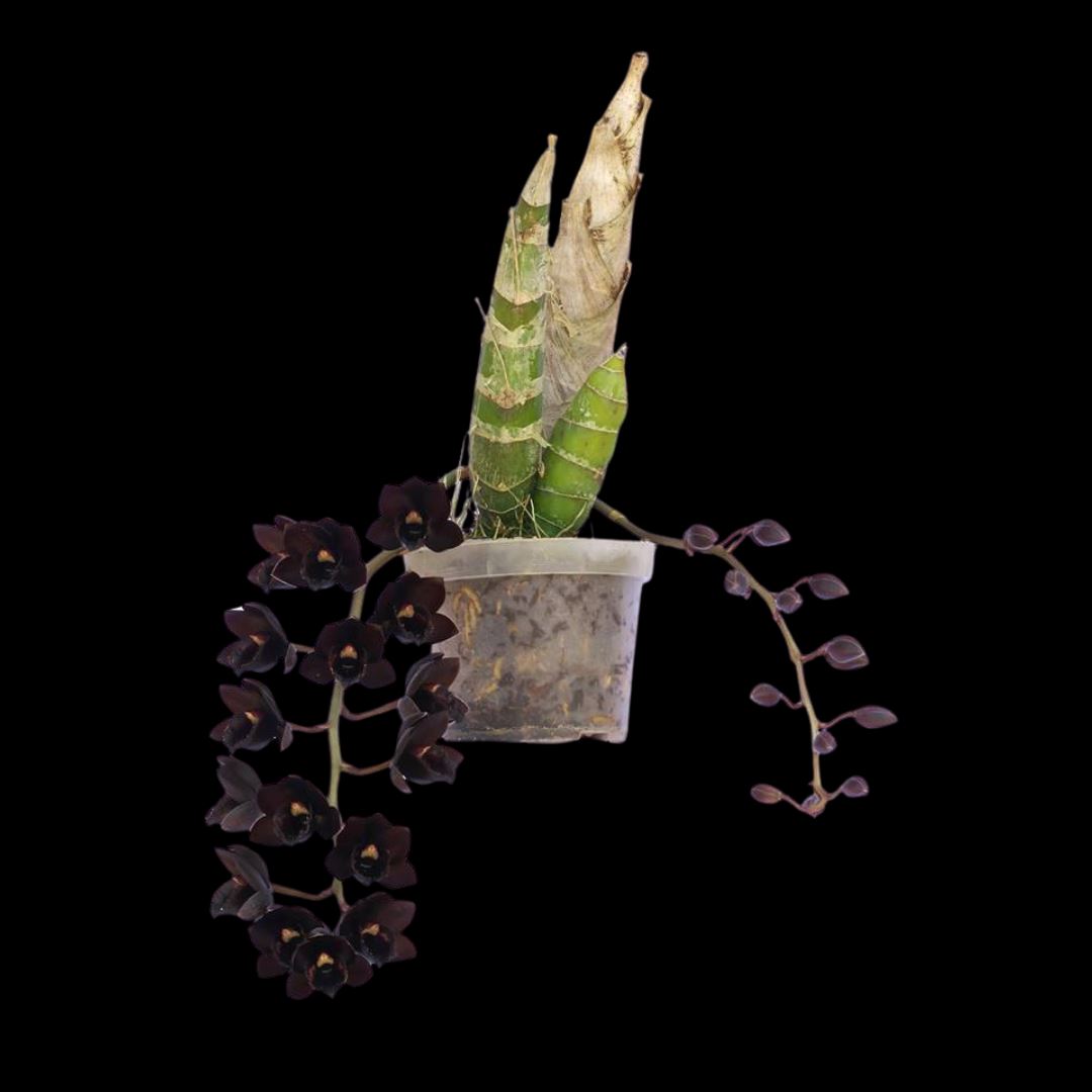 Catasetinae Alliance: Fredclarkeara After Dark 'Black Pearl' - a Black Orchid! Catasetum La Foresta Orchids BS - XL Division 