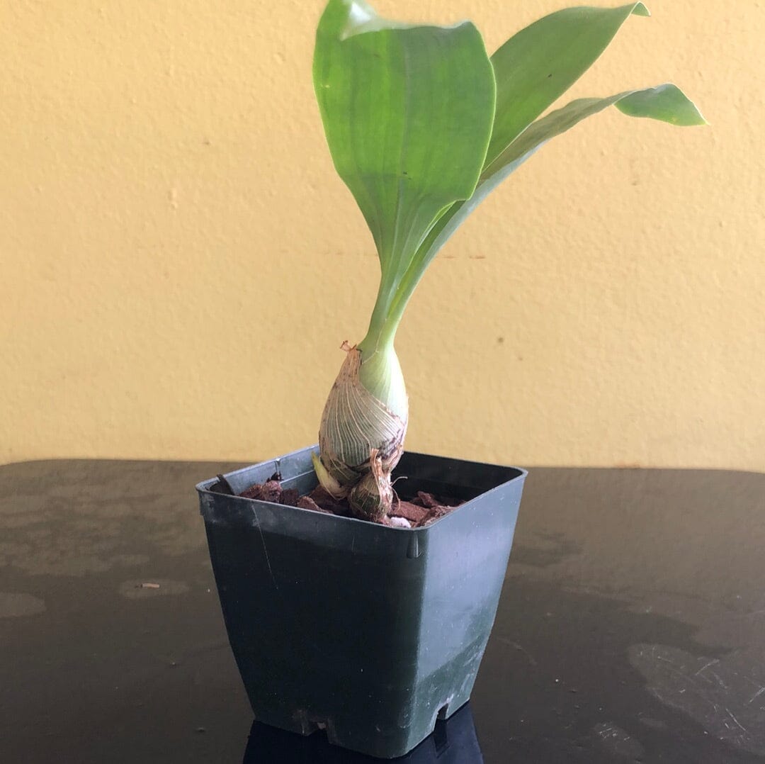 Catasetinae Alliance: Monnierara Millennium Magic 'Witchcraft' FCC/AOS Catasetum La Foresta Orchids