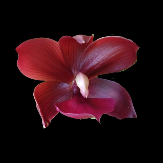 Catasetum Alliance: Cycnodes Wine Delight 'J.E.M.' FCC/AOS Catasetum La Foresta Orchids