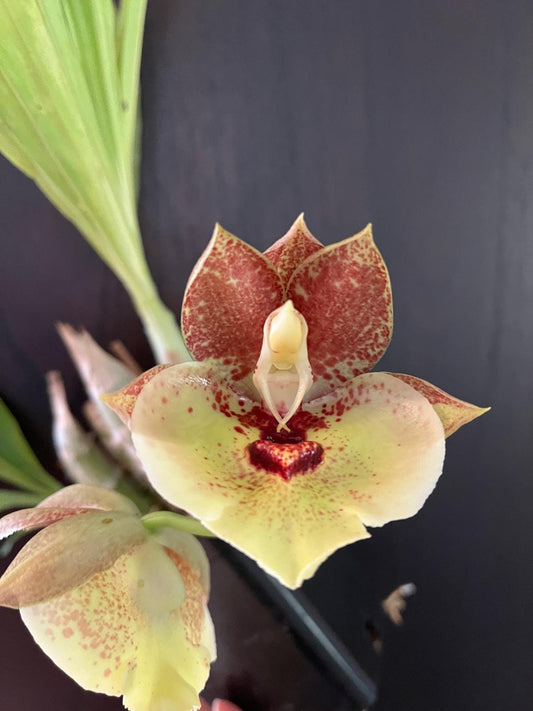 Catasetum expansansum var. yellow spotted Catasetum La Foresta Orchids