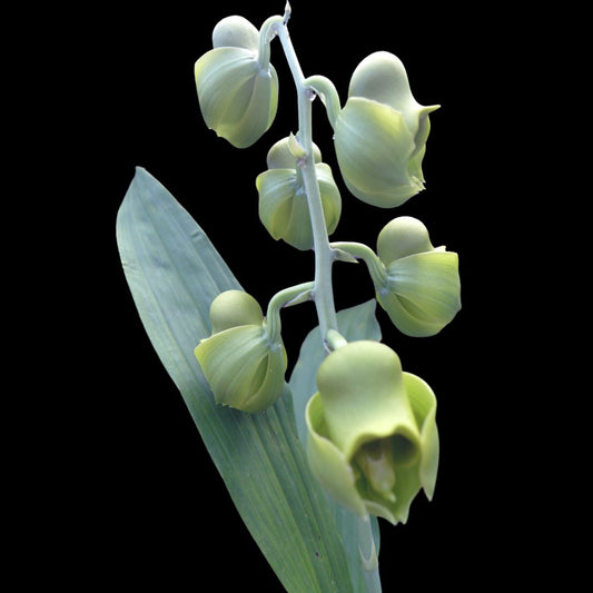 Catasetum planiceps Catasetum La Foresta Orchids