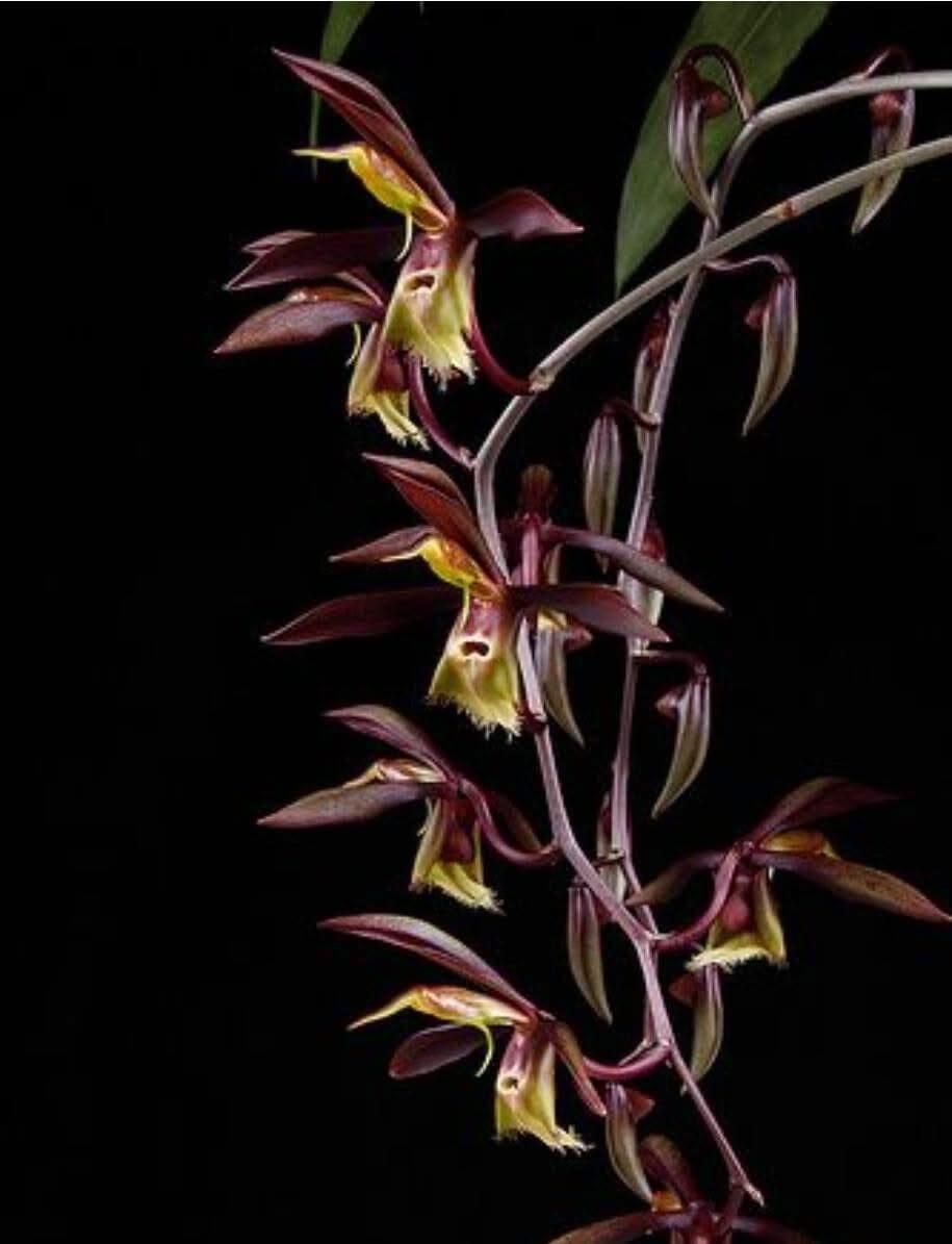 Catasetum saccatum Catasetum La Foresta Orchids