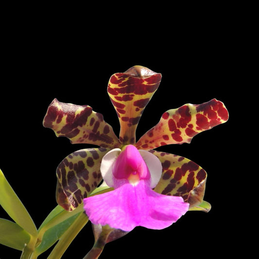 Cattleya aclandiae Cattleya La Foresta Orchids