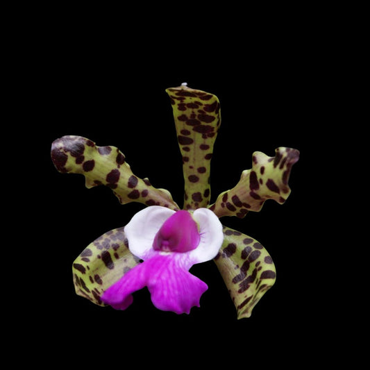 Cattleya aclandiae 'Tiger' × Cattleya schilleriana var. coerulea Cattleya La Foresta Orchids