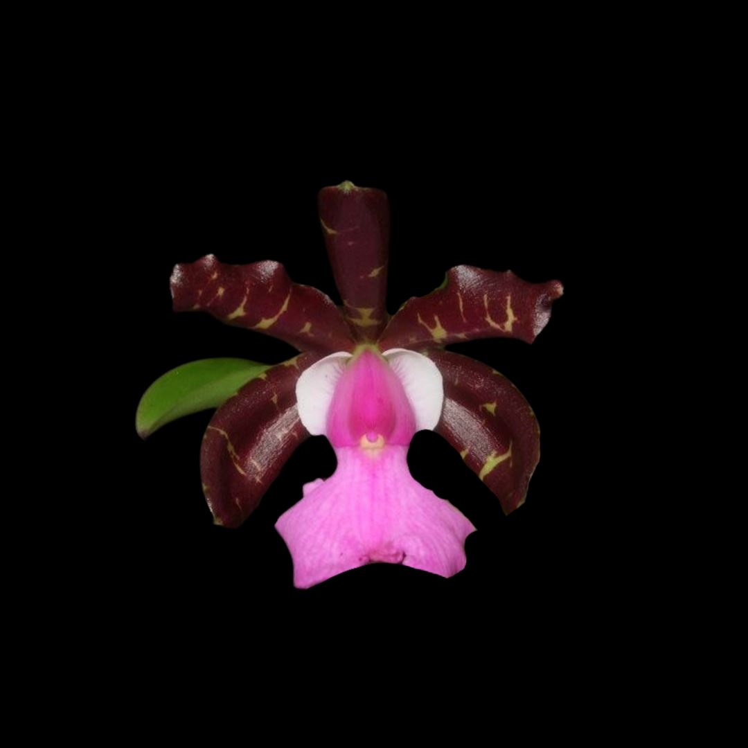 Cattleya aclandiae var. 'Dark Secret' x var. 'All Black' - a Black Orchid! Cattleya La Foresta Orchids