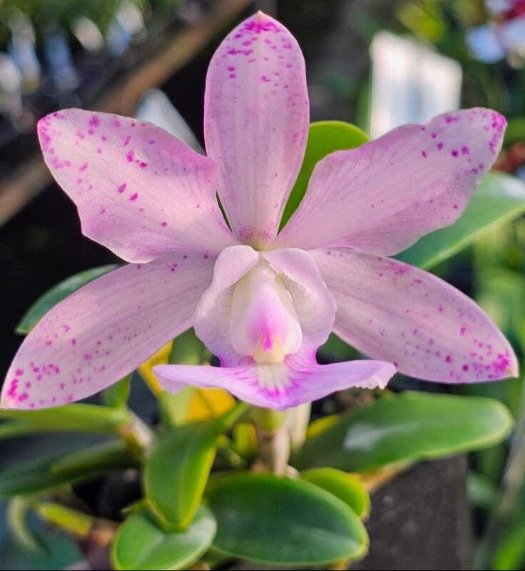 Cattleya aclandiae x Cattleya nobilior var. amaliae Cattleya La Foresta Orchids