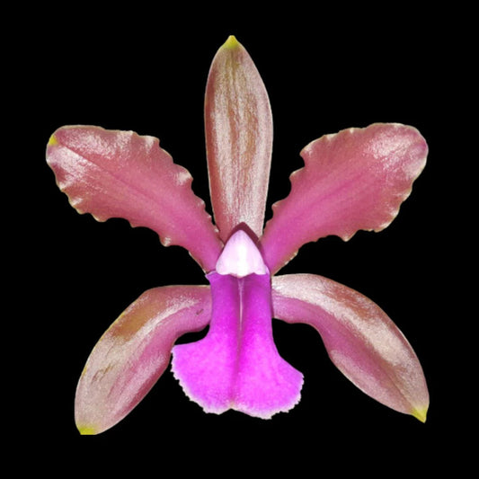 Cattleya alaorii x Cattleya bicolor var. grossii cattleya La Foresta Orchids