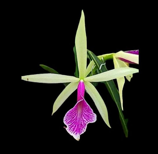 Cattleya Alliance: Bc. Clear Star 'Red Lip' Cattleya La Foresta Orchids