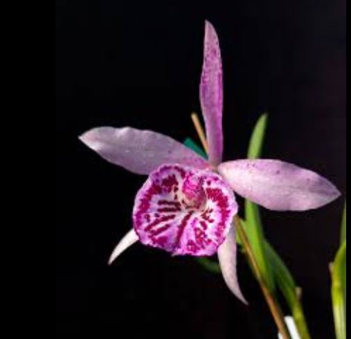Cattleya Alliance: Bc. Yu Toung Star Cattleya La Foresta Orchids