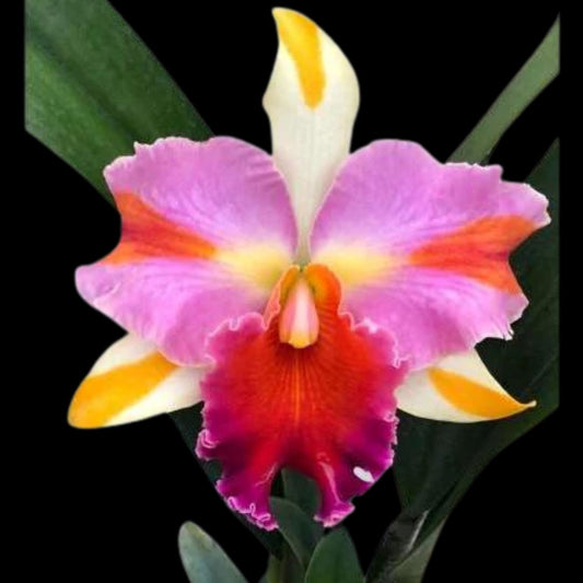 Cattleya Alliance: Blc. Amazing Thailand 'Magician' Cattleya La Foresta Orchids 