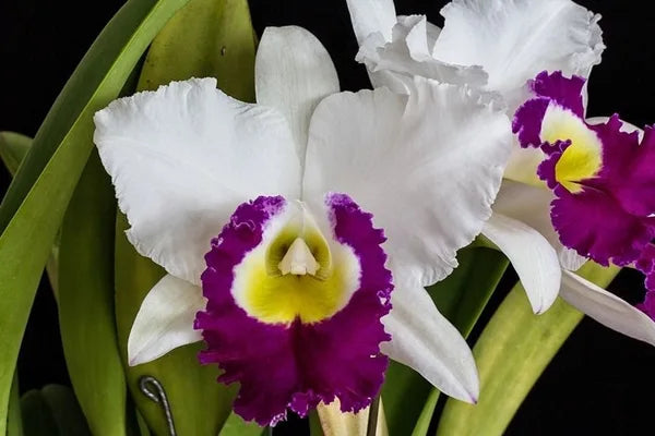 Cattleya Alliance: Blc. Blanche Aisaka 'Yuki' FCC/AOS Cattleya La Foresta Orchids
