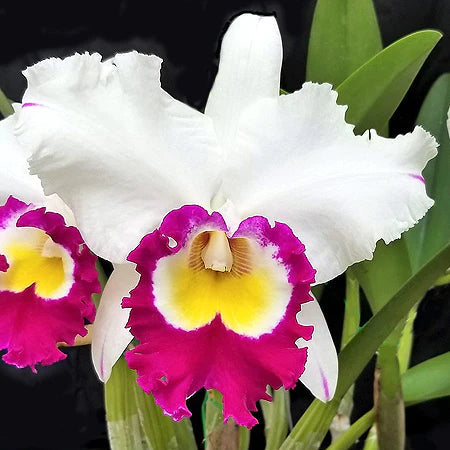 Cattleya Alliance: Blc. Blanche Aisaka 'Yuki' FCC/AOS Cattleya La Foresta Orchids