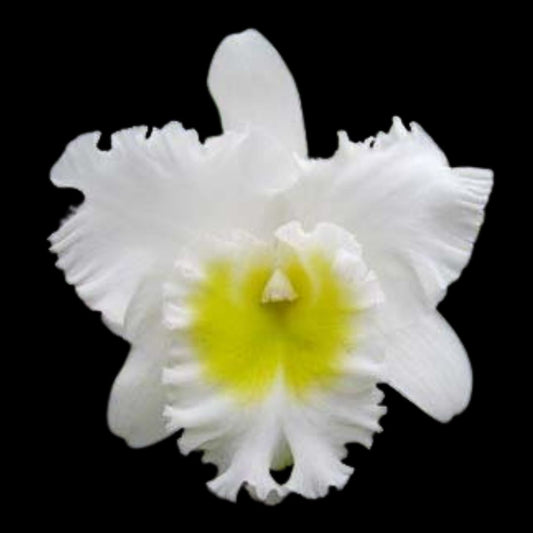 Cattleya Alliance: Blc. Mahina Yahiro var. White - In BLOOM! Cattleya La Foresta Orchids