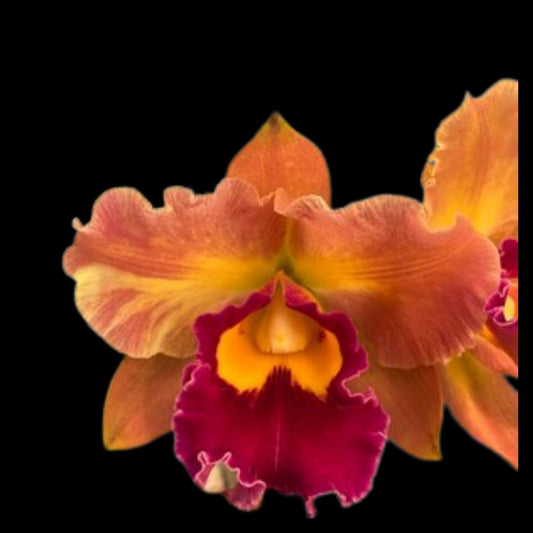 Cattleya Alliance: Blc. Yingluck Smile 'Endless Rain' Cattleya La Foresta Orchids