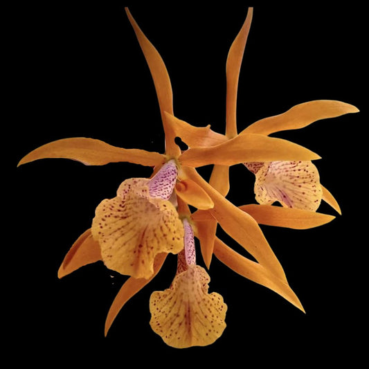 Cattleya Alliance: Brassocattleya Golden Glory 'Apollo' SM/TOGA Cattleya La Foresta Orchids