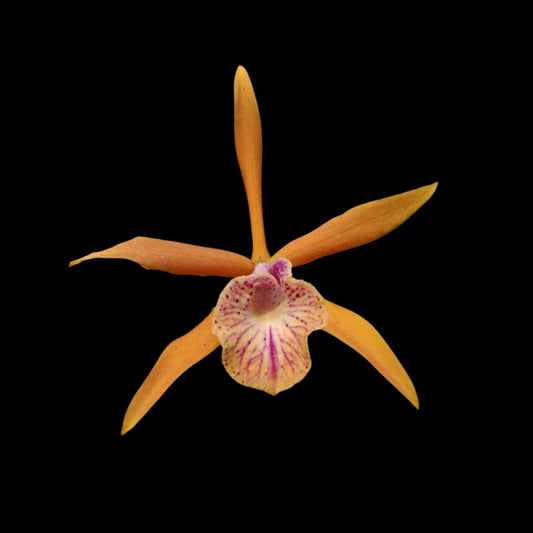 Cattleya Alliance: Brassocattleya Golden Glory 'Apollo' SM/TOGA Cattleya La Foresta Orchids 