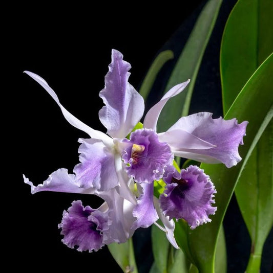 Cattleya Alliance: Cattleya C. G. Roebling 'Blue' Cattleya La Foresta Orchids