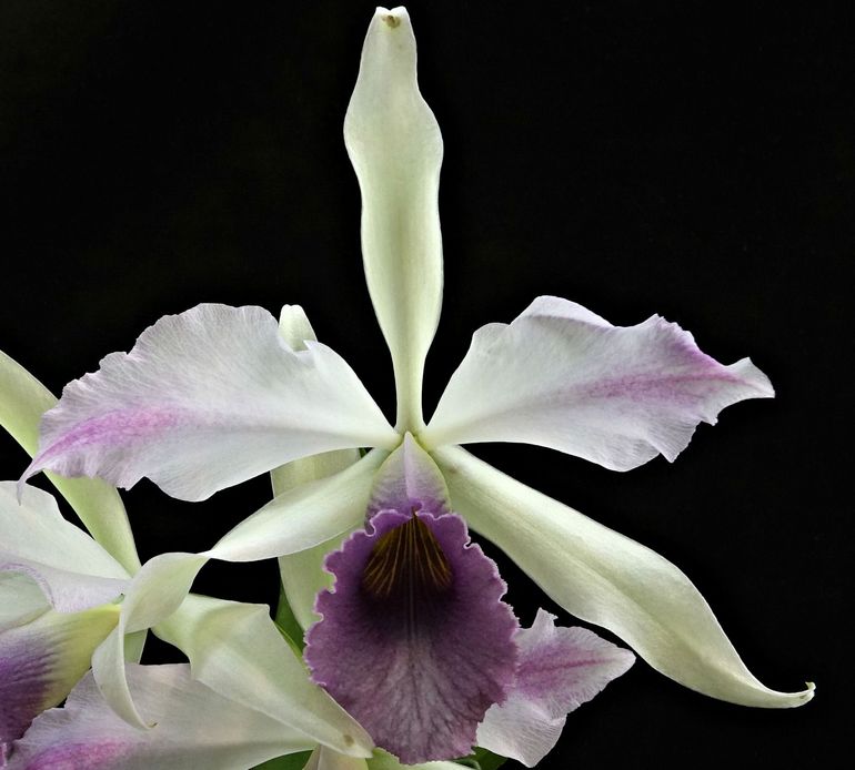 Cattleya Alliance: Cattleya C. G. Roebling 'Blue' Cattleya La Foresta Orchids