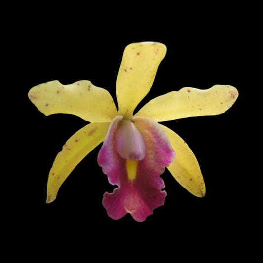 Cattleya Alliance: Cattleya Small World x Cattleya Toshie Aoki Cattleya La Foresta Orchids