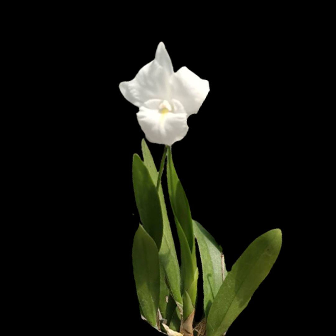 Cattleya Alliance: Cattleytonia Jet Set Cattleya La Foresta Orchids