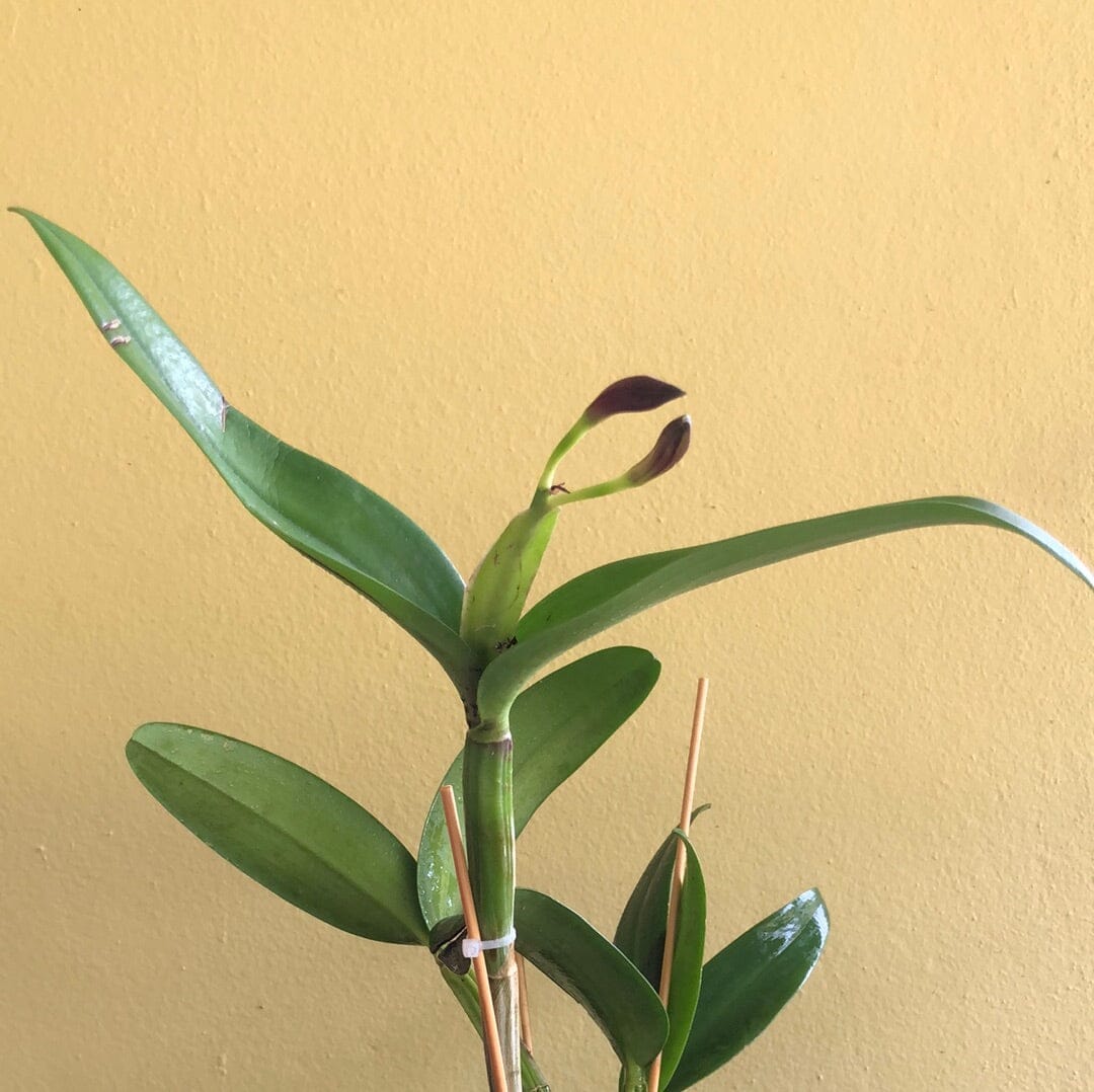 Cattleya Alliance: Cattlianthe Chocolate Drop 'Kodama' - In BLOOM! Cattleya La Foresta Orchids