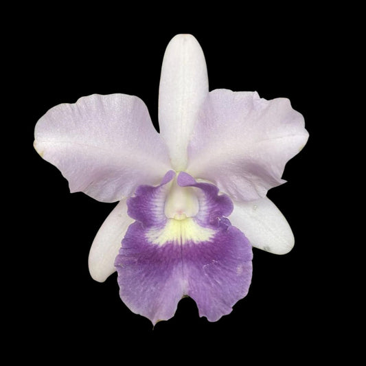 Cattleya Alliance - Cattlianthe Final Blue 'Royal Purple' Cattleya La Foresta Orchids 