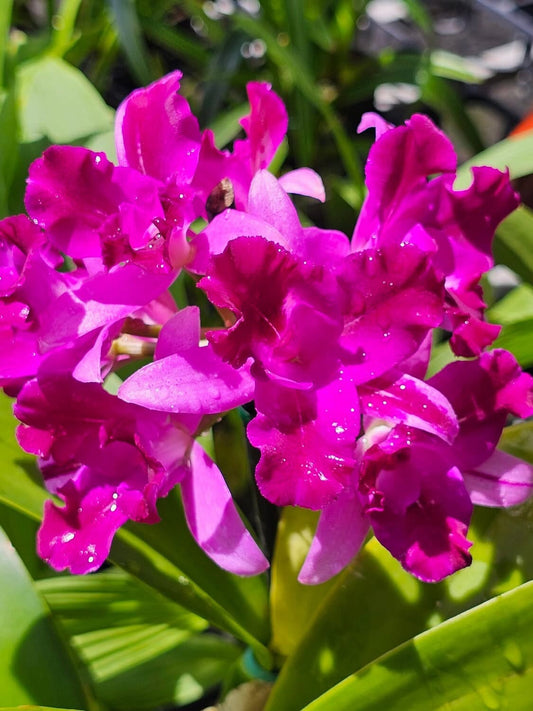 Cattleya Alliance: Cattlianthe Tristar Bouquet 'Purple' Cattleya La Foresta Orchids