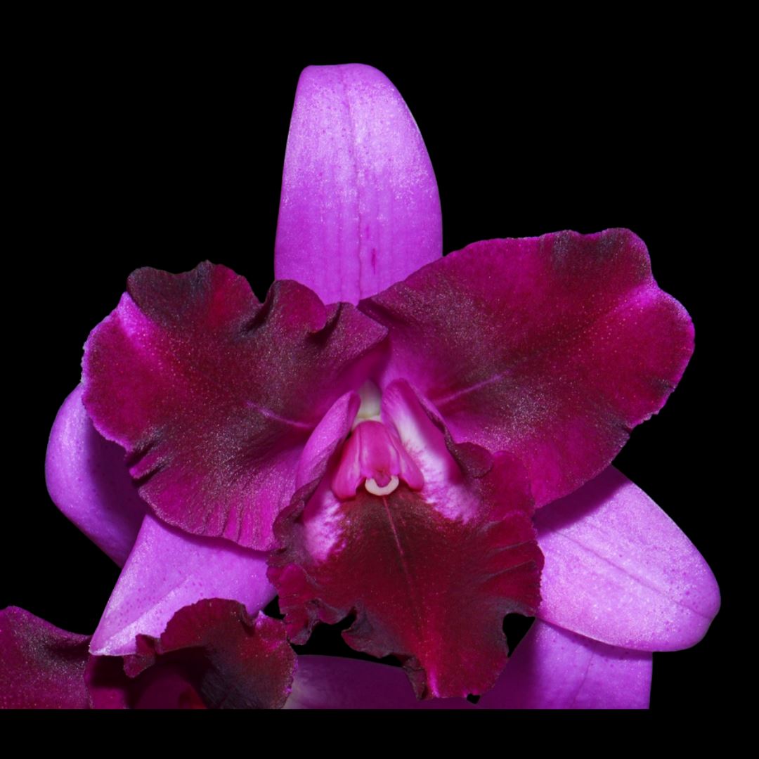 Cattleya Alliance: Cattlianthe Tristar Bouquet 'Purple' Cattleya La Foresta Orchids 