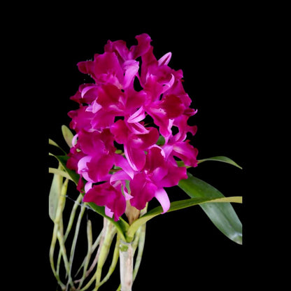 Cattleya Alliance: Cattlianthe Tristar Bouquet 'Purple' Cattleya La Foresta Orchids 