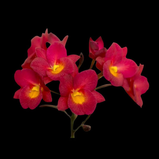 Cattleya Alliance - Ctna. Why Not (Guarianthe aurantiaca x Broughtonia sanguinea) Cattleya La Foresta Orchids var. red