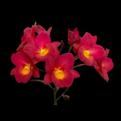 Cattleya Alliance - Ctna. Why Not (Guarianthe aurantiaca x Broughtonia sanguinea) Cattleya La Foresta Orchids var. red 