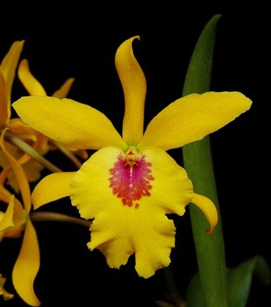 Cattleya Alliance - Epicatanthe Don 'Gold Rush’ Cattleya La Foresta Orchids