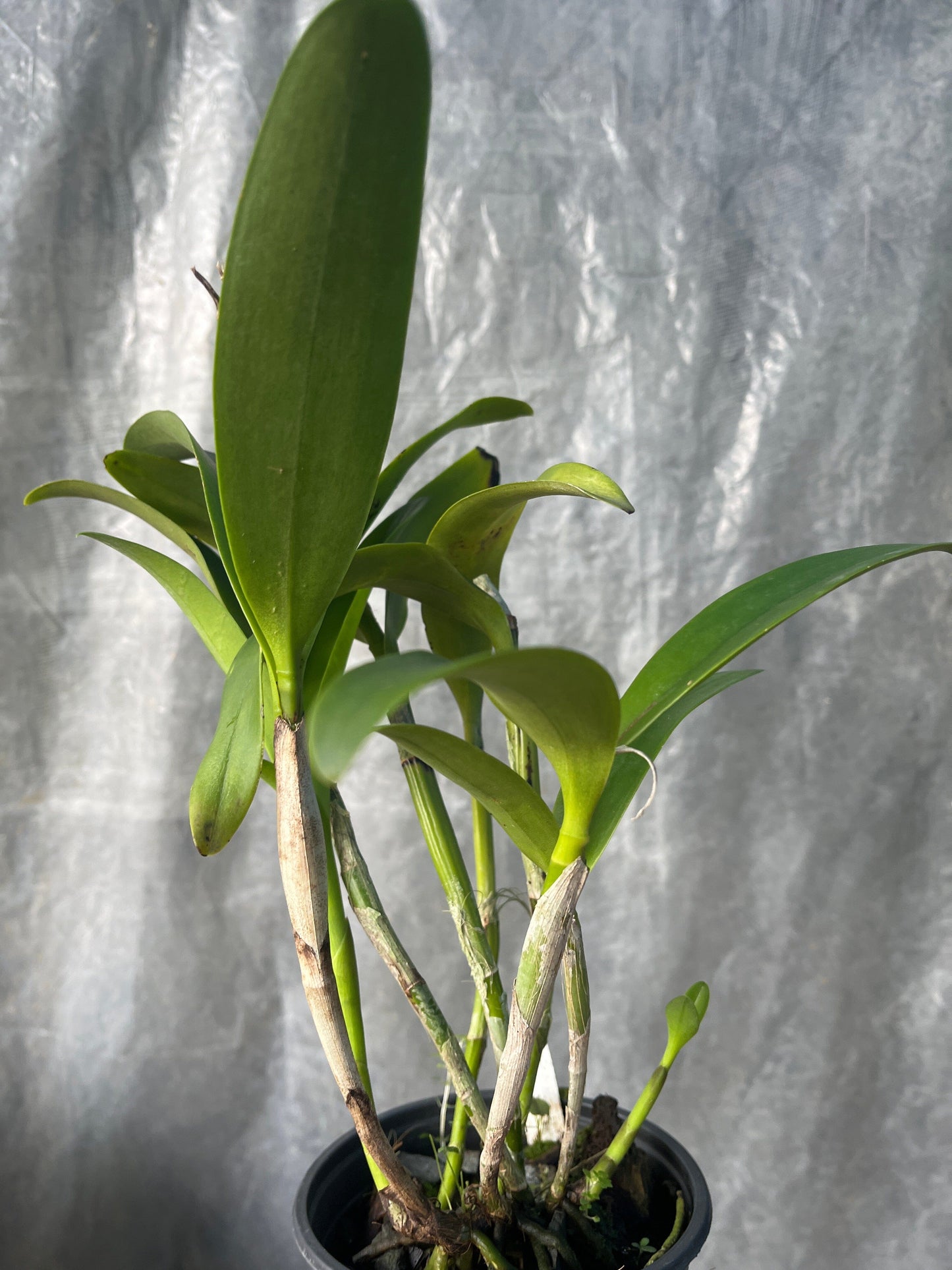 Cattleya Alliance - Epicatanthe Don Hernan 'Gold Rush’ Cattleya La Foresta Orchids