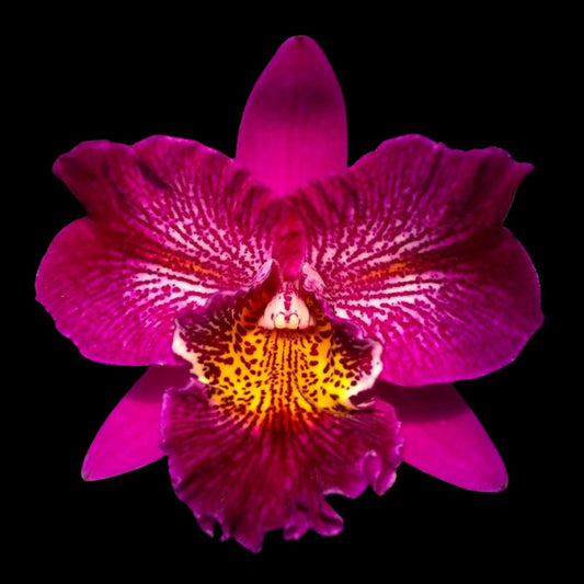 Cattleya Alliance: Meloara Ching Sun Bright Star 'Red Plum' Cattleya La Foresta Orchids 