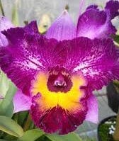 Cattleya Alliance: Meloara Ching Sun Bright Star ‘Smile' Cattleya La Foresta Orchids