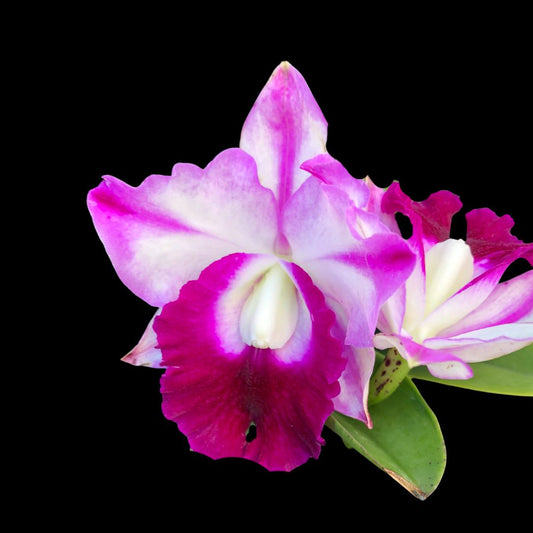 Cattleya Alliance: Memoria Robert Strait 'Islander Delights' Cattleya La Foresta Orchids 