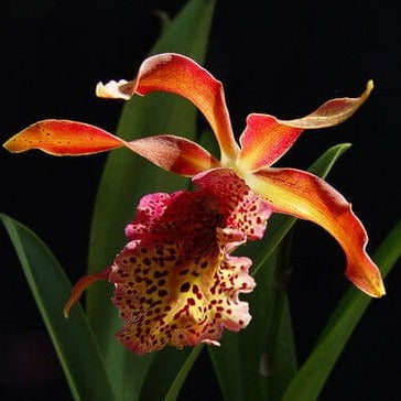 Cattleya Alliance: Recchara Frances Fox 'Sun Spots' Cattleya La Foresta Orchids