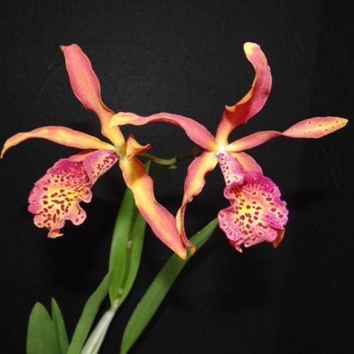 Cattleya Alliance: Recchara Frances Fox 'Sun Spots' Cattleya La Foresta Orchids 
