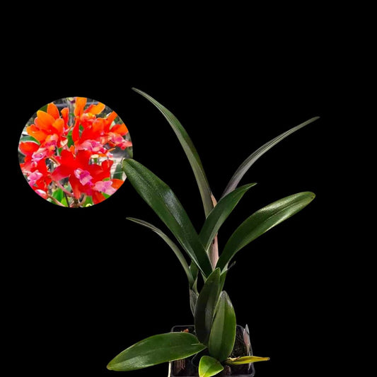 Cattleya Alliance: Rhyncatlaelia Taiwan Firecracker 'Popcorn' Cattleya La Foresta Orchids