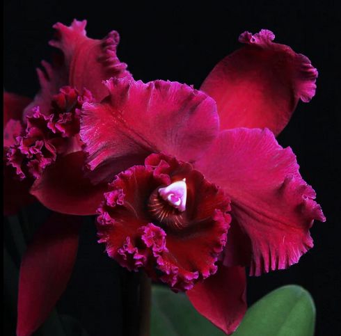 Cattleya Alliance: Rlc. Chia Lin Black Flower 'Black King Kong' Cattleya La Foresta Orchids