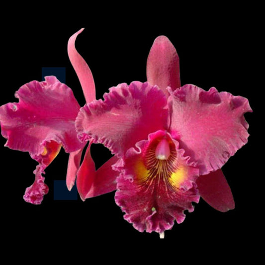 Cattleya Alliance: Rlc. Chia Lin 'New City' AM/AOS Cattleya La Foresta Orchids