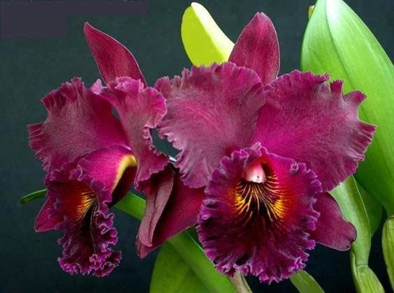 Cattleya Alliance: Rlc. Chia Lin 'New City' AM/AOS Cattleya La Foresta Orchids 