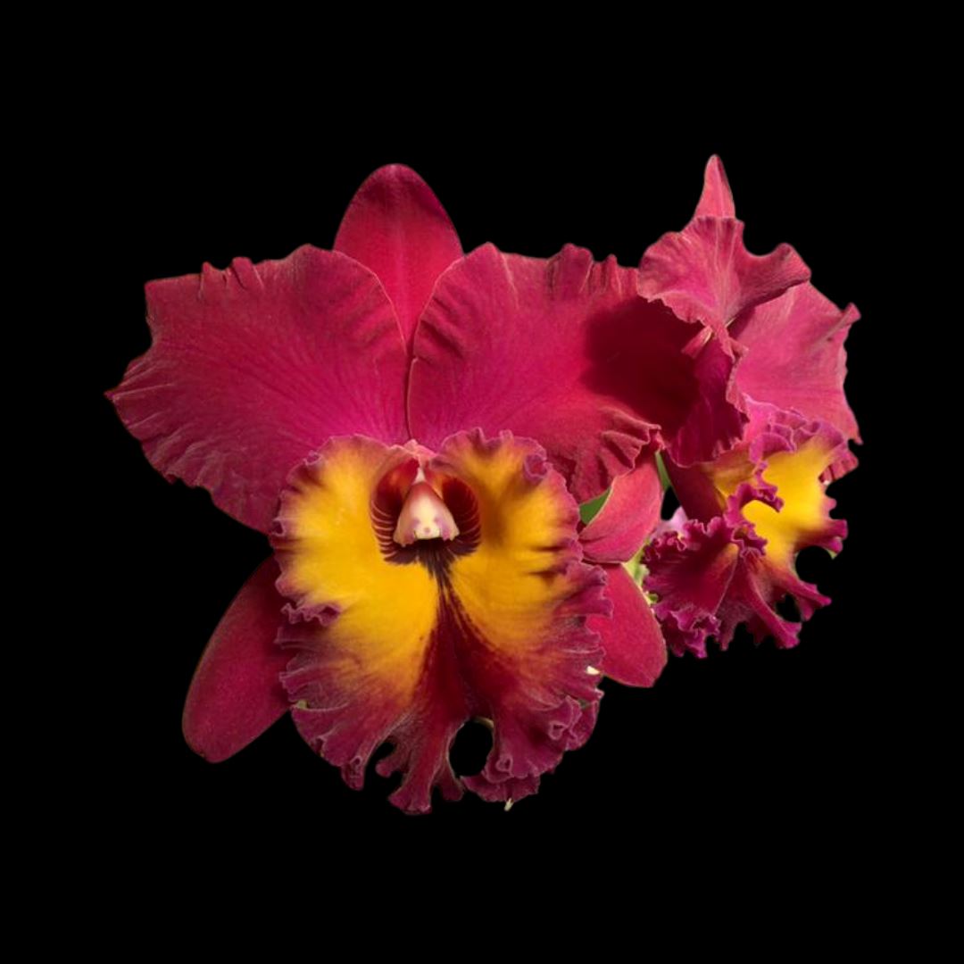 Cattleya Alliance: Rlc. Chia Lin 'Sun Light' Cattleya La Foresta Orchids 