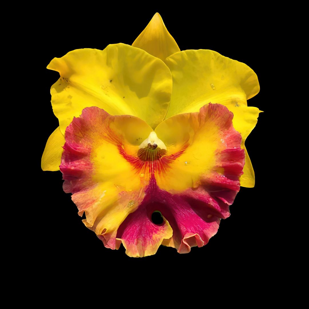 Cattleya Alliance: Rlc. Chomthong Delight Cattleya La Foresta Orchids 
