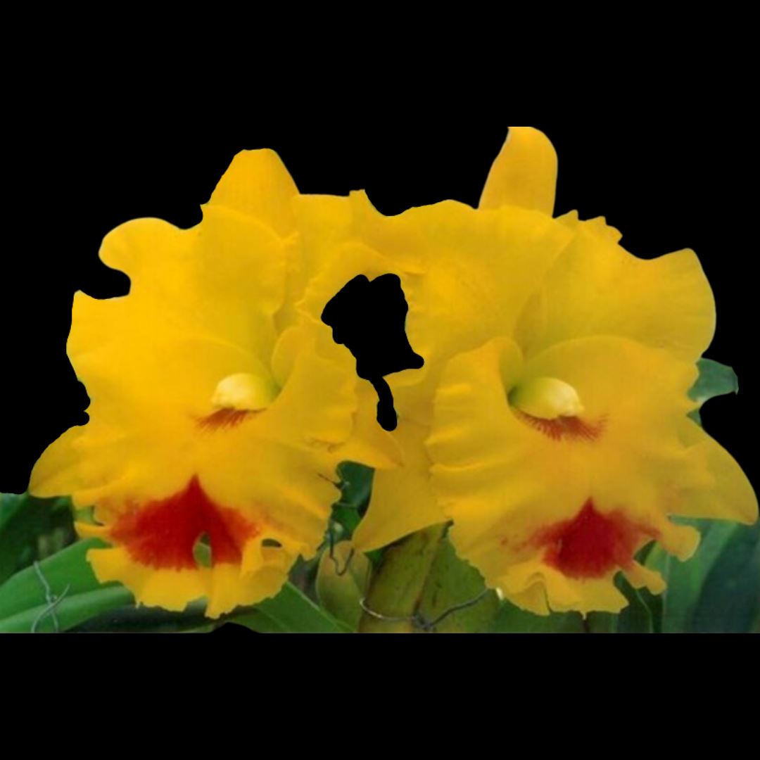 Cattleya Alliance: Rlc. Chomthong Delight 'Smile Lip' Cattleya La Foresta Orchids 