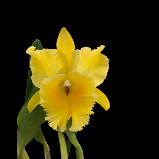Cattleya Alliance: Rlc. Golden Godzilla Cattleya La Foresta Orchids 