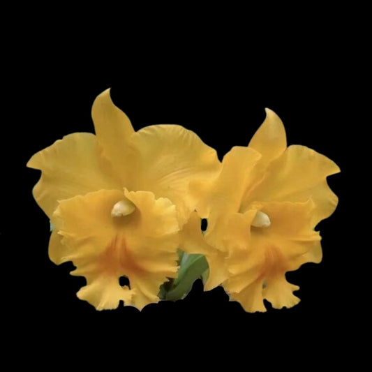 Cattleya Alliance: Rlc. Golden Godzilla Cattleya La Foresta Orchids